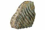 Fossil Stegodon Molar - Indonesia #148071-1